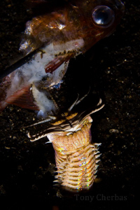 FEED ME! Bobbit worm goes after some bait that our guide ... by Tony Cherbas 